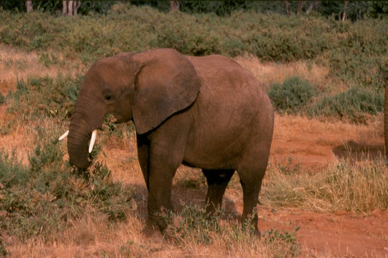 1-05 olifanten - Samburu national reserve